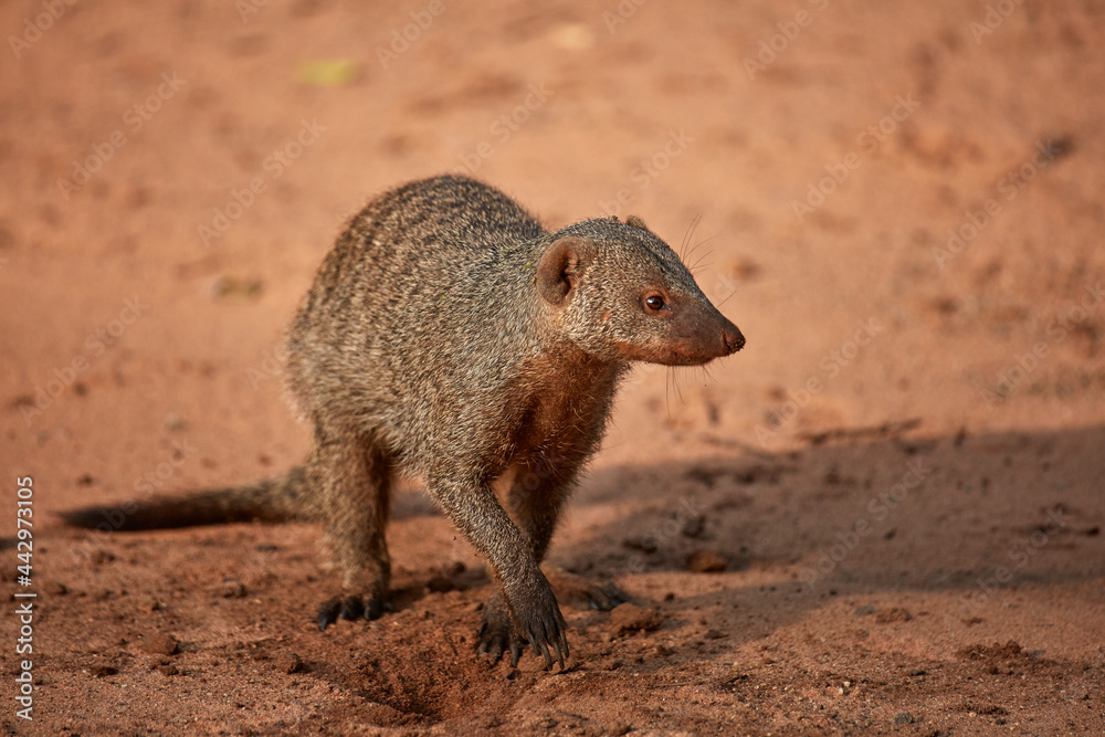 Banded Mongoose (Mungos mungo) Victoria Falls Rest Camp Victoria Falls Zimbabwe Africa Banded Mongoose (Mungos mungo) Victoria Falls Rest Camp Victoria Falls Zimbabwe Africa