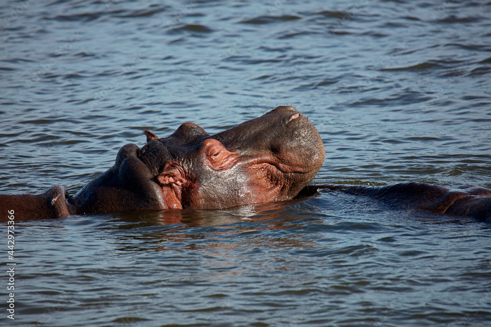 Hippopotamus (Hippopotamus amphibius) Zambezi River near Victoria Falls Zimbabwe Africa Hippopotamus (Hippopotamus amphibius) Zambezi River near Victoria Falls Zimbabwe Africa