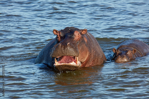 Hippopotamus (Hippopotamus amphibius) Zambezi River near Victoria Falls Zimbabwe Africa