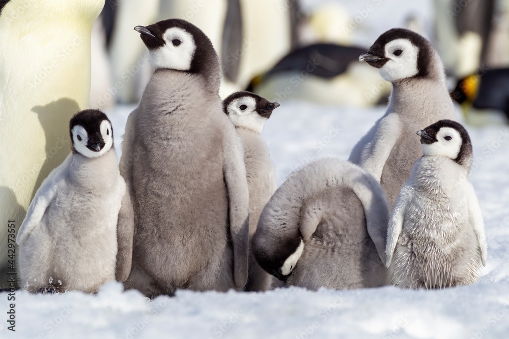 Obraz premium Antarctica Snow Hill. A group of emperor penguin chicks huddle together which emphasizes the differences in size.