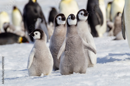 Antarctica Snow Hill. A group of emperor penguin chicks huddle together while flapping their wings.