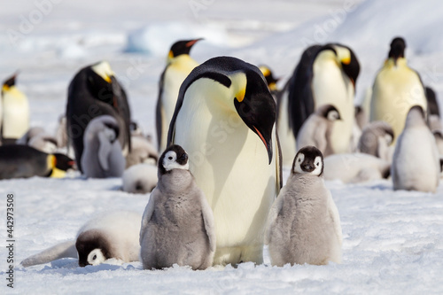 Antarctica Snow Hill. Emperor penguin chicks stand near an adult in the hopes of being fed.
