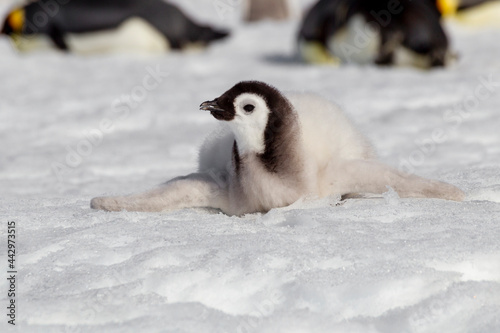 Antarctica Snow Hill. An emperor penguin chick lies on the snow either to keep cool or because it is weak.