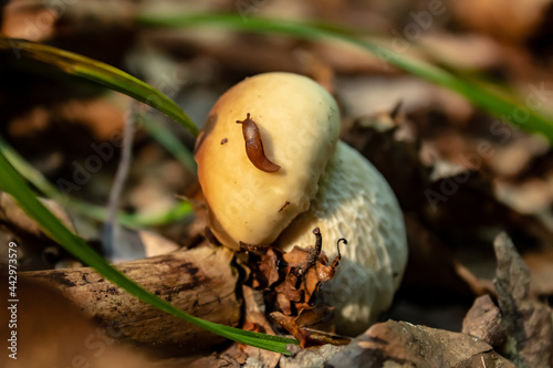 young mushroom with a snail