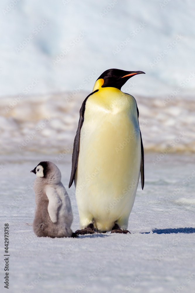 Fototapeta premium Antarctica Snow Hill. A very small chick stands next to an adult.
