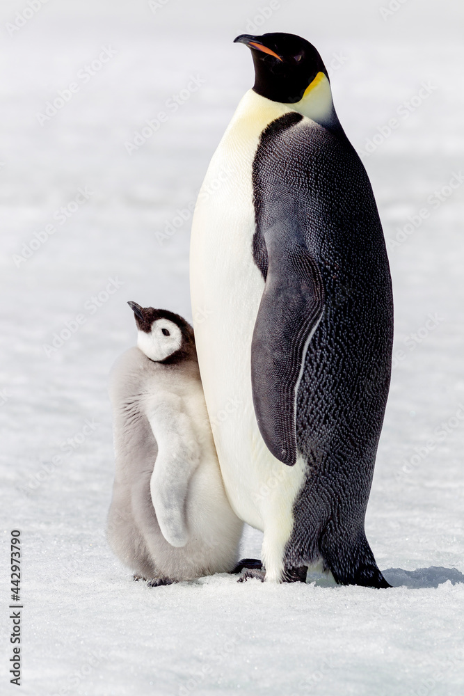 Obraz premium Antarctica Snow Hill. Portrait of an adult with its chick.