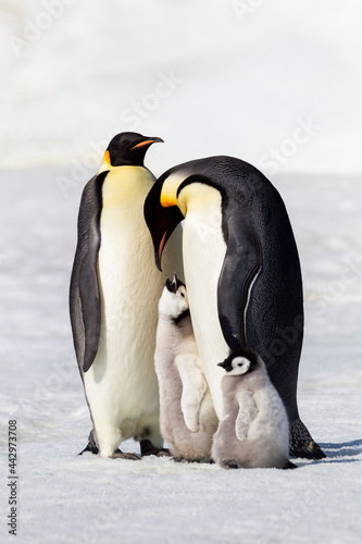 Antarctica Snow Hill. Two adults stand next to their chick while a smaller chick stands nearby.