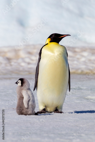 Antarctica Snow Hill. A very small chick stands next to an adult.