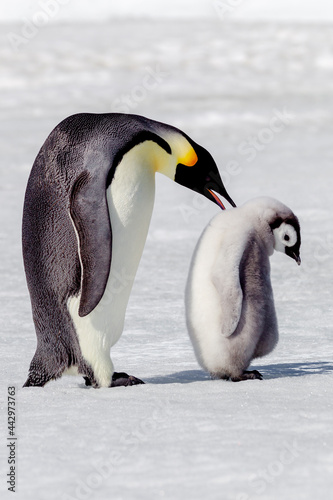 Antarctica Snow Hill. A chick standing next to its parent vocalizing and interacting.