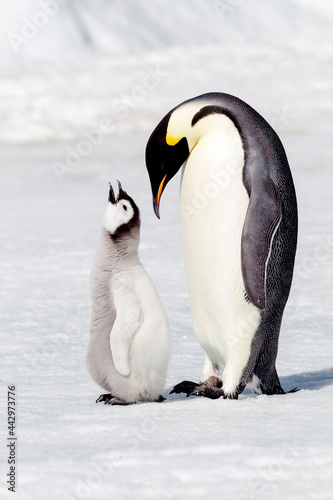 Antarctica Snow Hill. A chick standing next to its parent vocalizing and interacting.