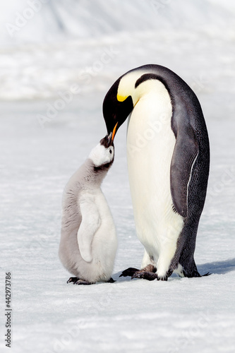 Antarctica Snow Hill. A chick standing next to its parent vocalizing and interacting.