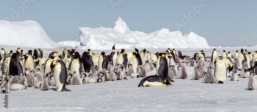 Antarctica Snow Hill. View of the emperor penguin rookery against the icebergs caught in the pack ice.