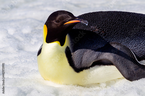 Antarctica Snow Hill. Portrait of an adult emperor penguin.