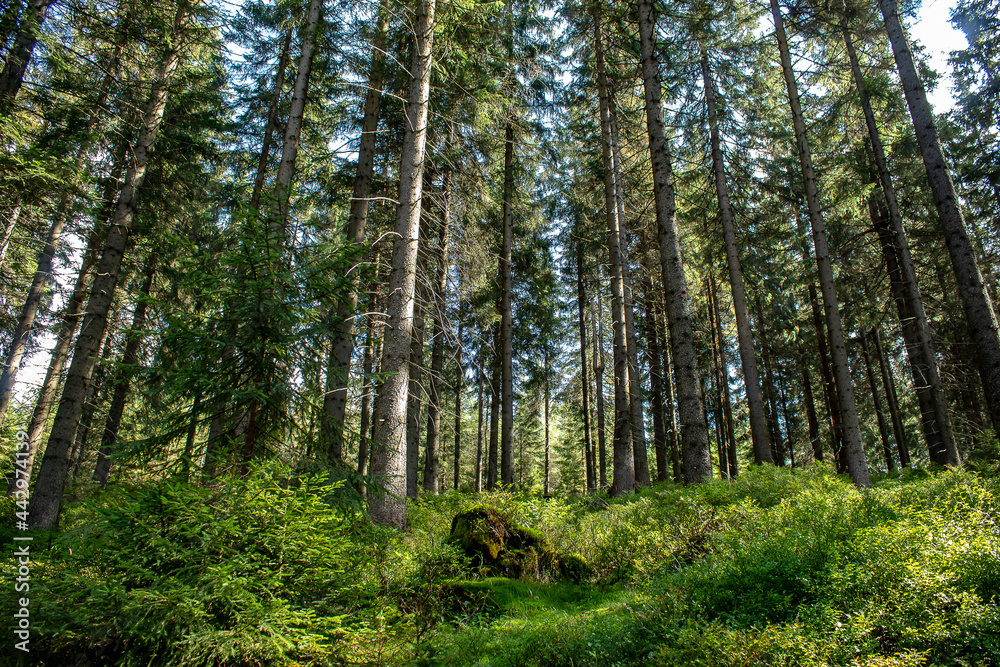 Fototapeta premium The Jizera Forest