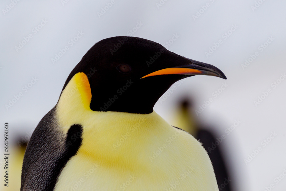 Antarctica Snow Hill. Headshot of an emperor penguin adult showing the