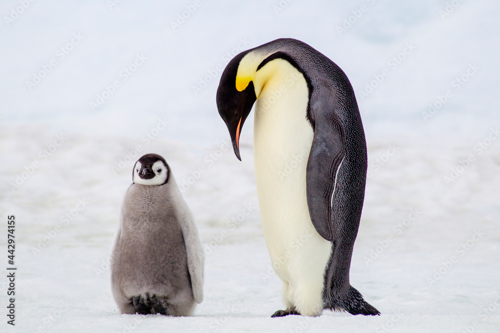 Fototapeta premium Antarctica Snow Hill. An adult stands near its chick.