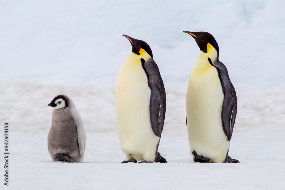 Obraz premium Antarctica Snow Hill. Two adult emperor penguins stand by their chick.