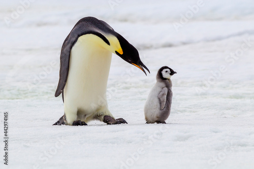 Antarctica Snow Hill. An adult pecks at a chick that is not its own.