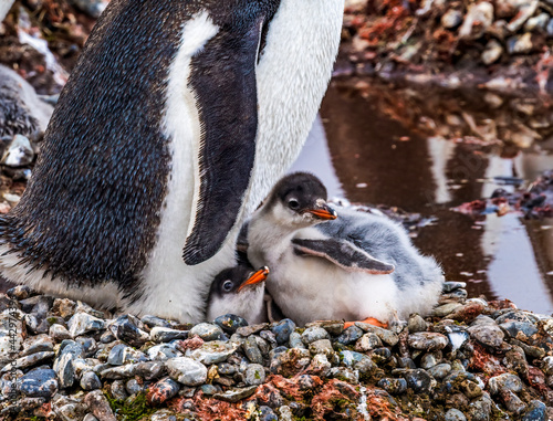 Gentoo Penguin mother and chicks Yankee Harbor Greenwich Island Antarctica. photo