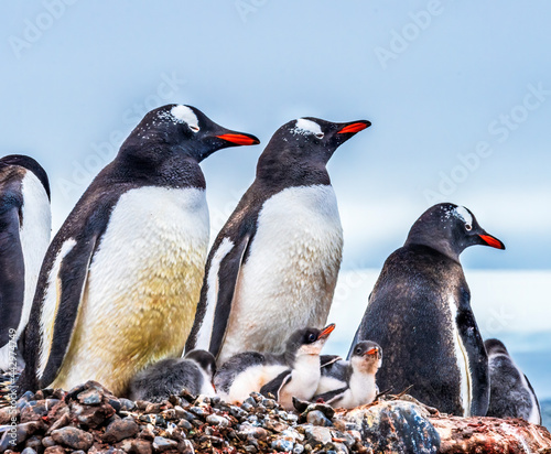 Gentoo Penguin family and chick Yankee Harbor Greenwich Island Antarctica.