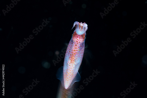 Transparent Red squid with lot of vivid spots in deep ocean in night photo