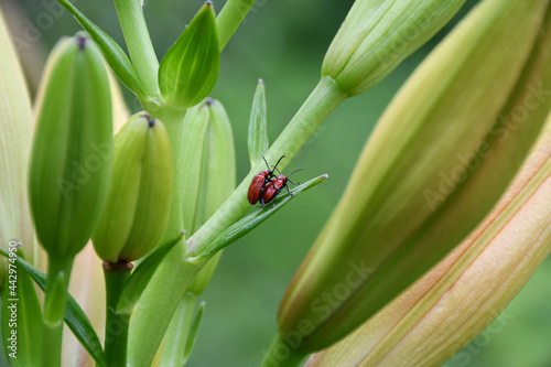 Two small red beetles are mating on a closed lily flower bud on a blurry background. The bugs are one on top of the other.