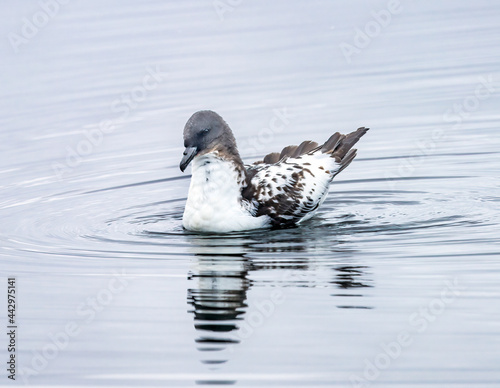 Brown white Cape Petrel swimming Paradise Bay Skontorp Cove Antarctica. photo