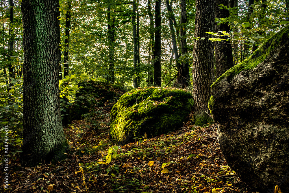 Fototapeta premium Magic stones in a beautiful forest