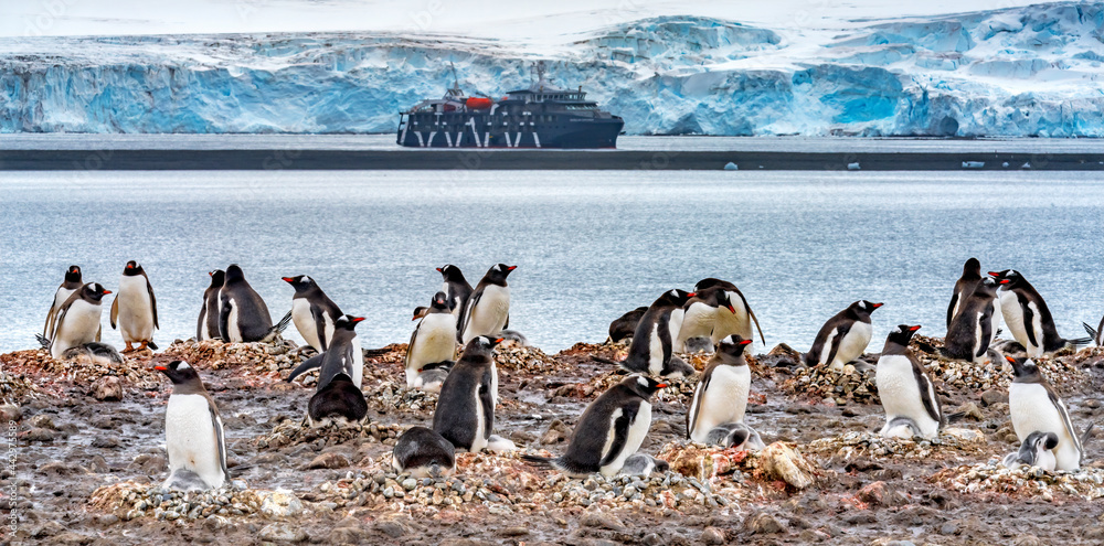 Fototapeta premium Gentoo Penguin rookery Yankee Harbor Greenwich Island Antarctica.