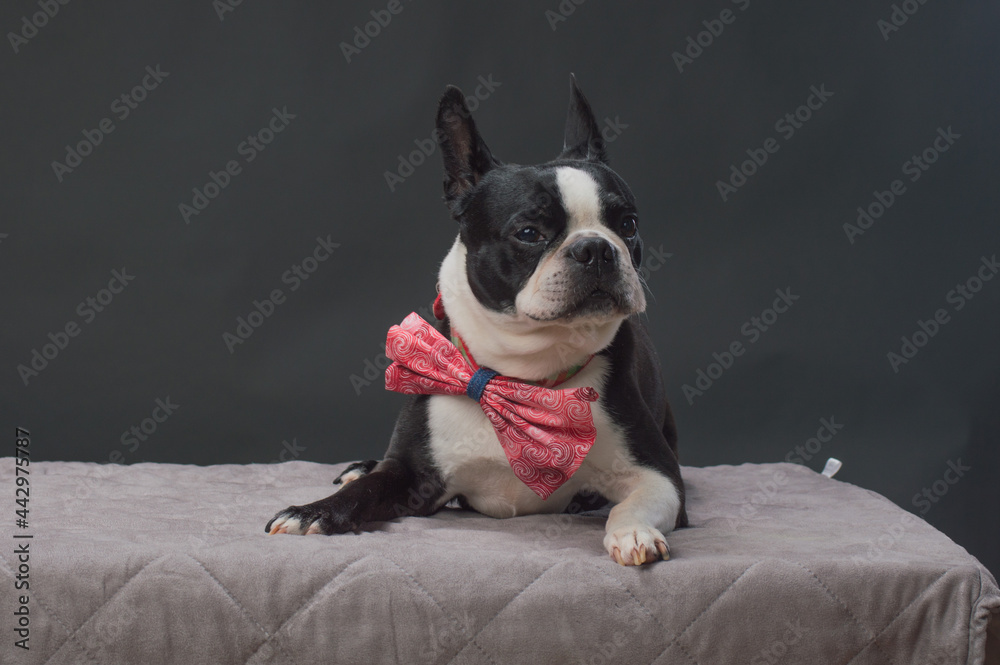 Small dog with large bow tie
