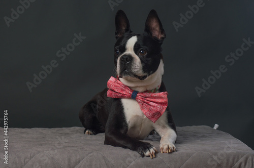 Small dog with large bow tie