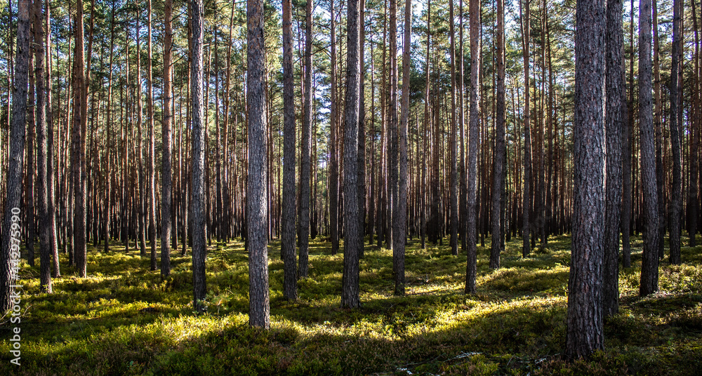 beautiful coniferous forest beautiful coniferous forest