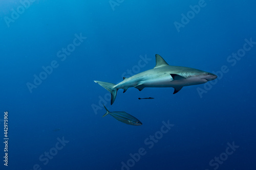 Wallpaper Mural Reef Shark and fish swimming in sea Torontodigital.ca