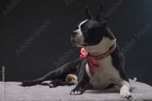 Fototapeta Naklejka Na Ścianę i Meble -  Small dog with large bow tie