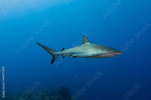 Reef Shark and fish swimming in sea