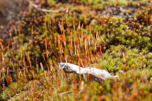 Stems and Capsules with spores in Spring Moss  photo