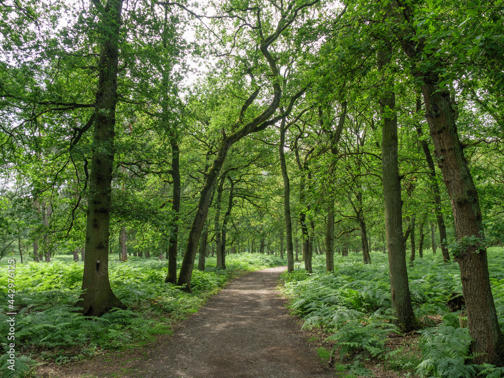 Wald in Diersfordt am Niederrhein Wald in Diersfordt am Niederrhein