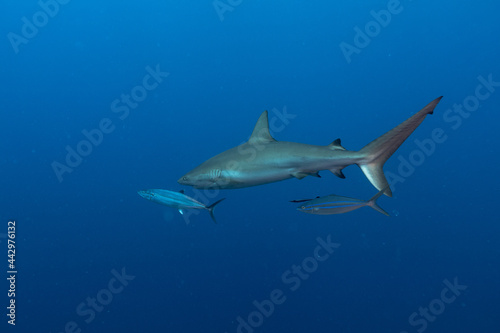 Wallpaper Mural Reef Shark and fish swimming in sea Torontodigital.ca