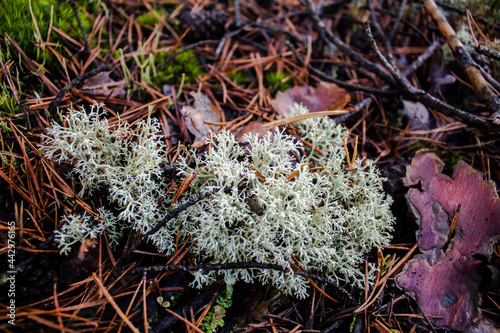 cup lichen cladonia moss chocianow photo