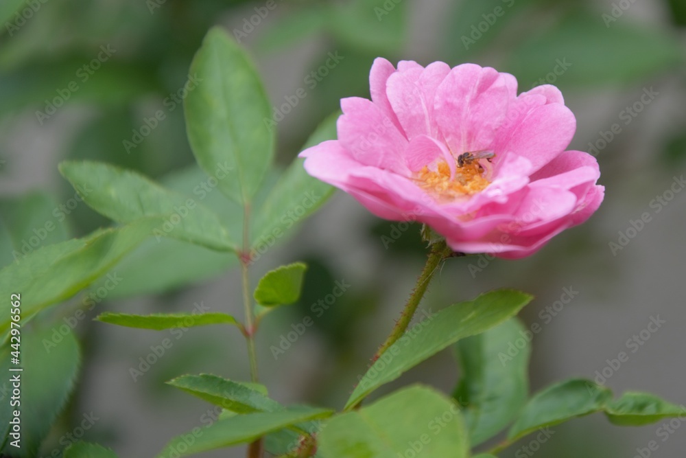 pink rose flower