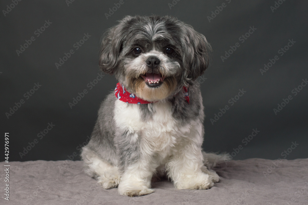 Small dog with red scarf Small dog with red scarf