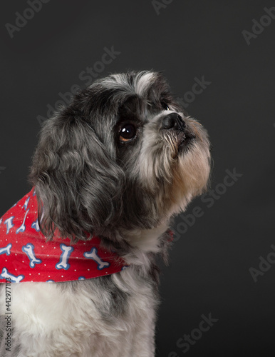 Small dog with red scarf