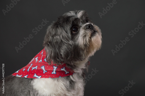 Small dog with red scarf