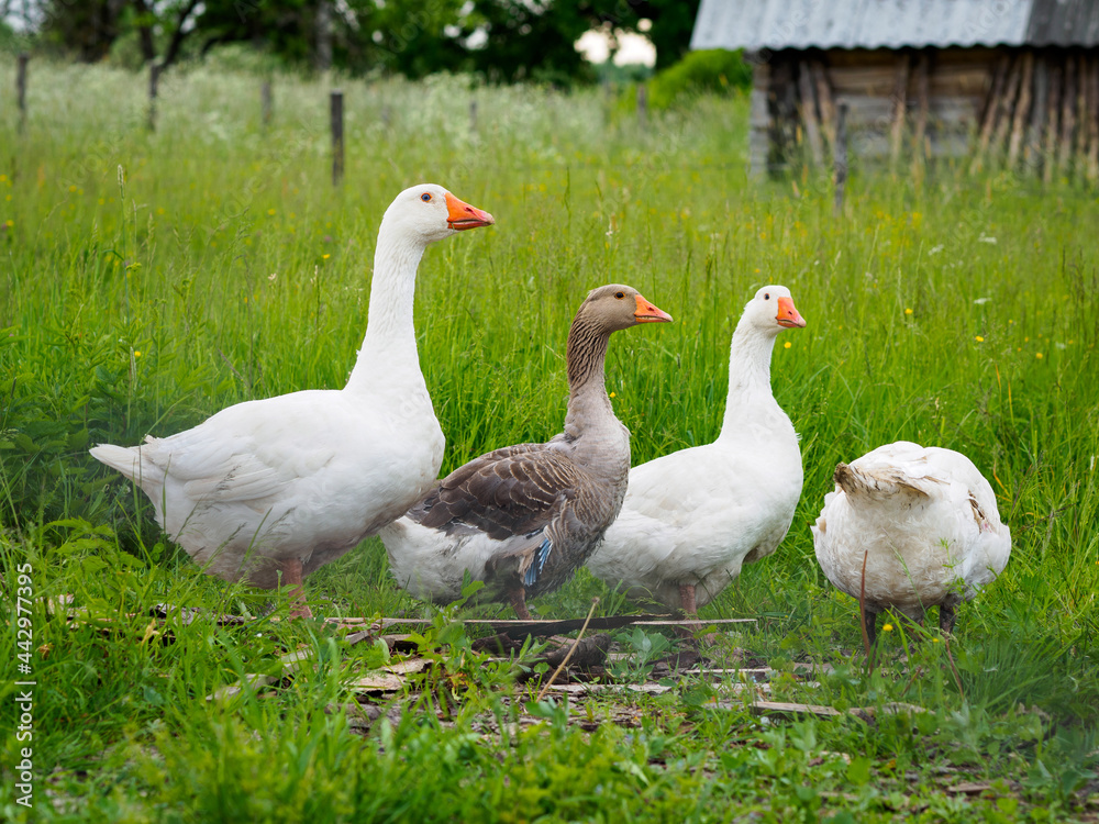 Geese on the farm Geese on the farm