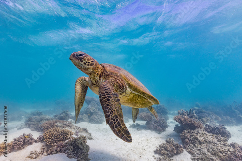 Green sea Turtle swimming in sea photo