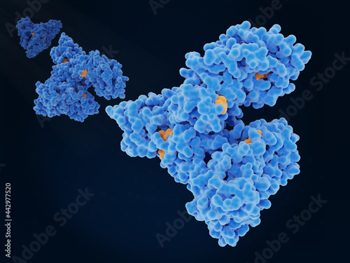 Albumin molecules transporting a steroid drug (dexamethasone) photo