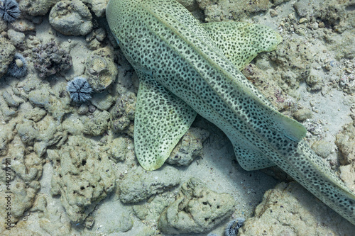 Leopard cat shark on sea bottom photo