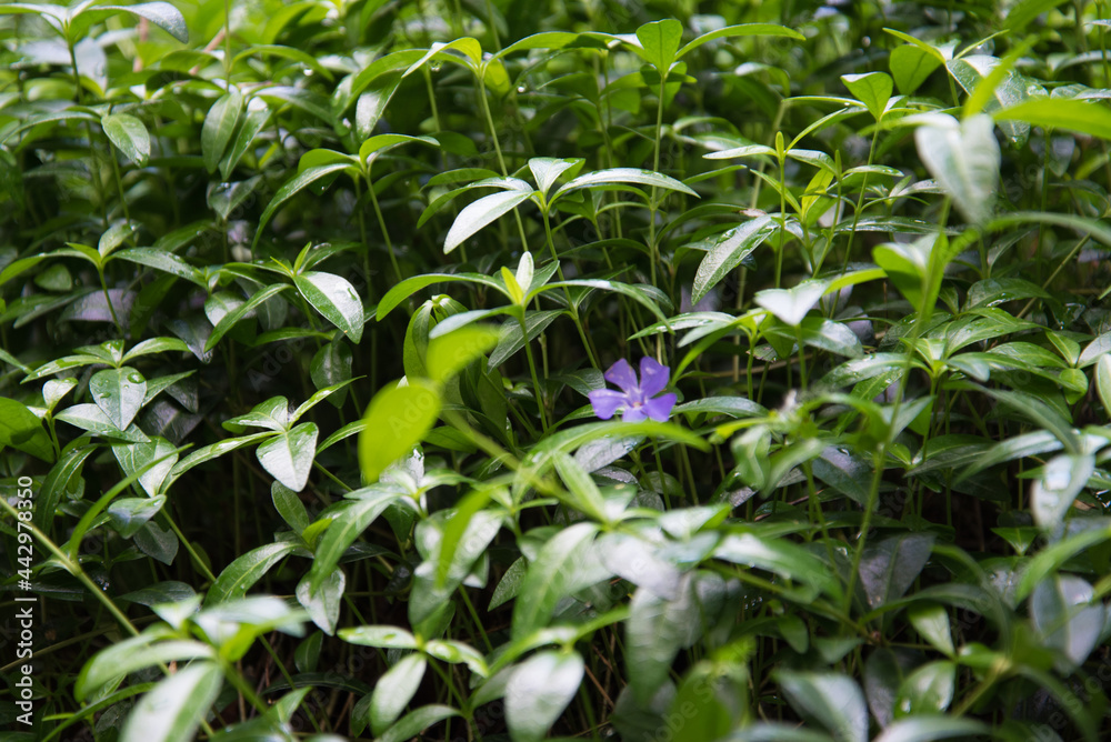 Obraz premium V nca major. A plant with delicate purple flowers. Background, texture