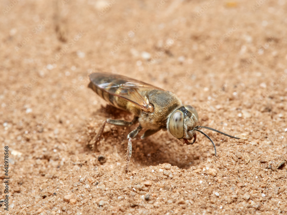 Sand Wasps. Family Crabronidae Sand Wasps. Family Crabronidae