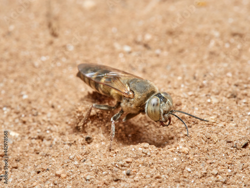 Sand Wasps. Family Crabronidae